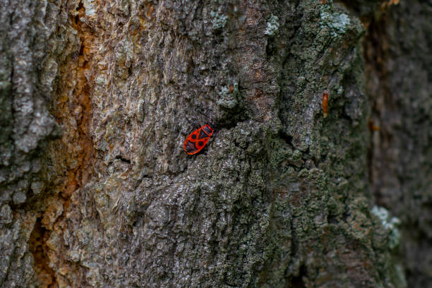 A large cluster of pest beetles firebugs on a tree bark in early summer