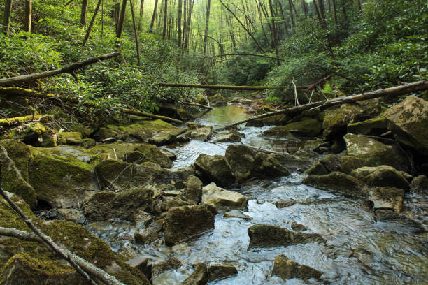 istock View of the creek down stream 1225378129