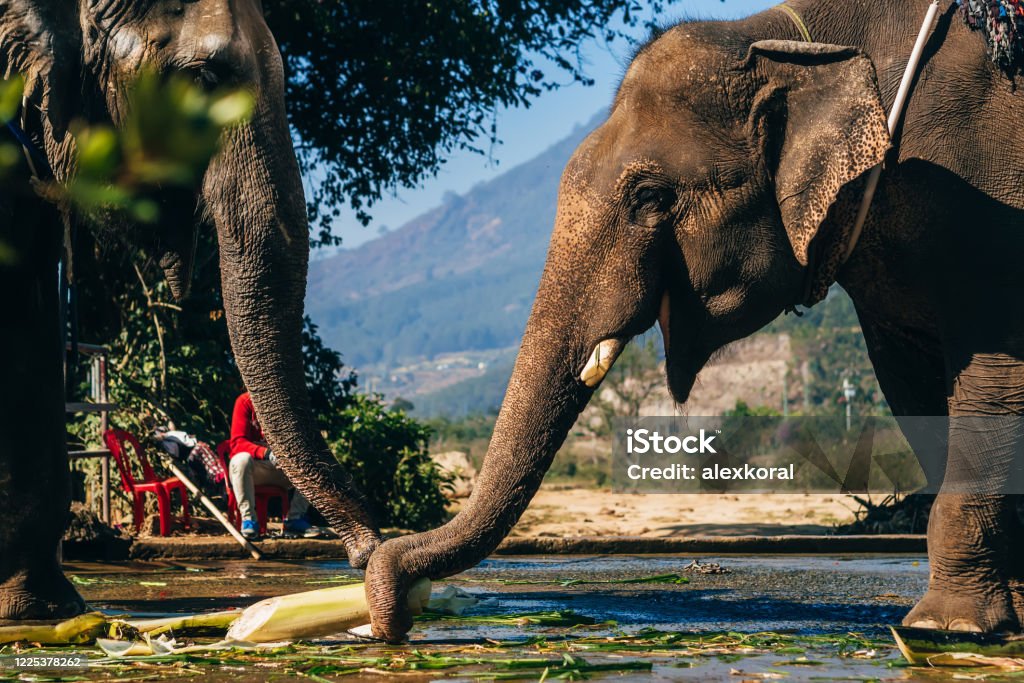 Elephants eat outdoors in the Park Elephants eat outdoors in the Park in Da Lat, Vietnam Dalat Stock Photo