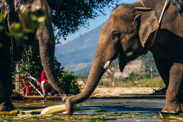 Elephants eat outdoors in the Park Elephants eat outdoors in the Park in Da Lat, Vietnam dalat stock pictures, royalty-free photos & images