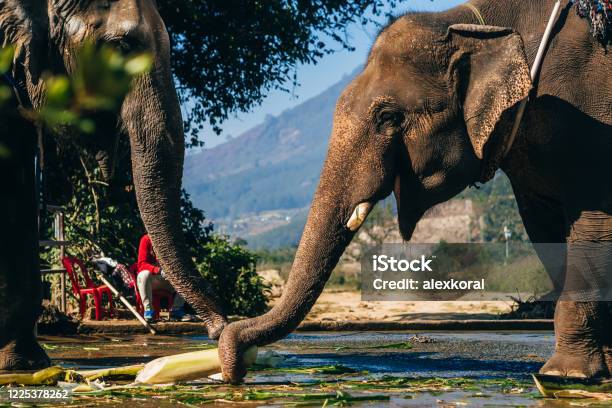 Elephants Eat Outdoors In The Park Stock Photo - Download Image Now - Dalat, Animal, Animal Wildlife