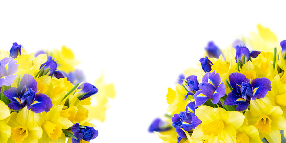 bouquet of daffodil and iris flowers isolated on white background