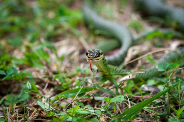 serpent vert de paume rampant sur l’herbe verte - frog animal tongue animal eating photos et images de collection