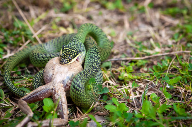serpent vert de paume mangeant une grenouille - frog animal tongue animal eating photos et images de collection