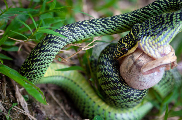 istock Green palm snake eating a frog 1225379496