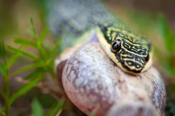 serpent vert de paume mangeant une grenouille - frog animal tongue animal eating photos et images de collection