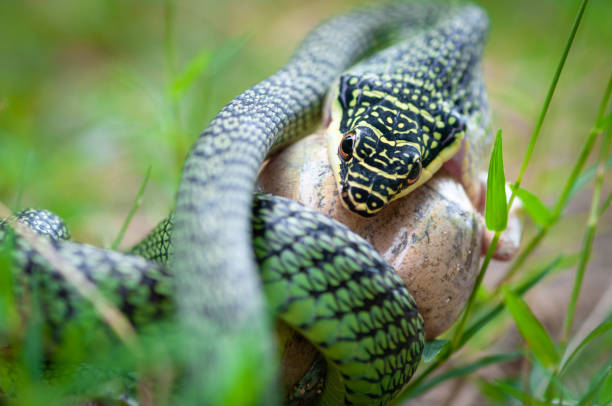 istock Green palm snake eating a frog 1225379529