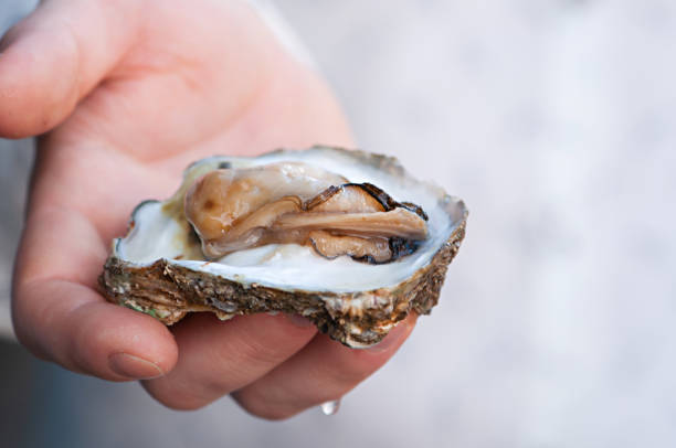手に新鮮な開いたカキ - prepared oysters prepared shellfish shucked seafood ストックフォトと画像
