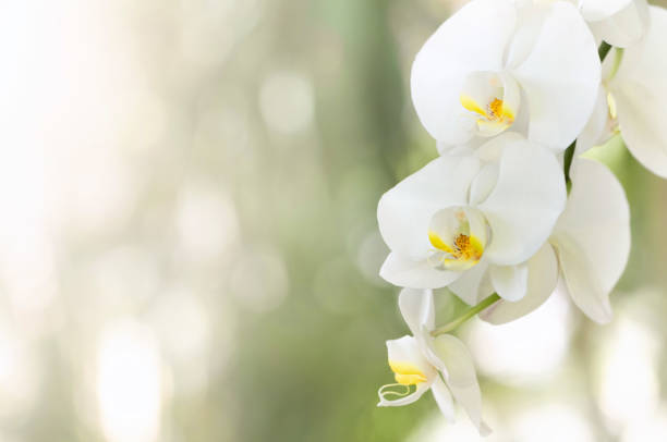 istock Tender white orchid flowers on a white blurred background 1225380083