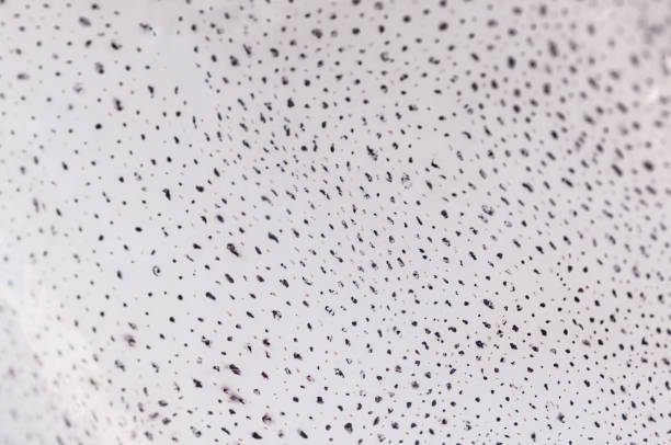 istock Natural squid skin texture, macro photo 1225380115