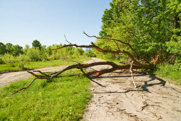 Old tree blocked on the road in the forest on a clear spring day