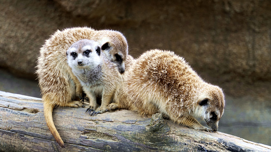 Three meerkats are relaxing on the tree, one of which is listening to us.