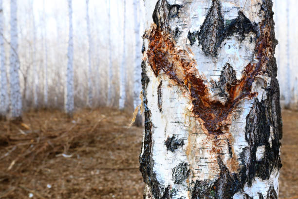 Nature conservation concept. Chopped birch is not conscientious people who in a barbarous way decided to get birch sap. Damaged tree.