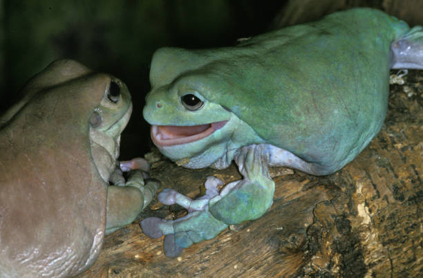 white's tree frog litoria caerulea, australia - whites tree frog fotografías e imágenes de stock