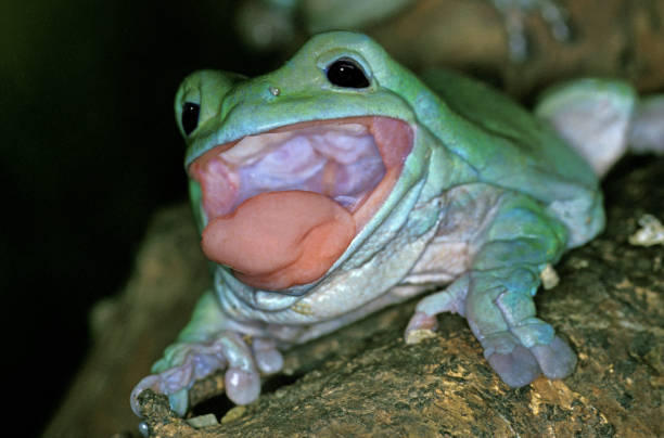 rana arboricola bianca litoria caerulea, australia - whites tree frog foto e immagini stock