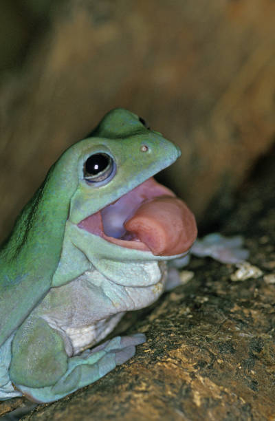 white's tree frog litoria caerulea, australia - whites tree frog zdjęcia i obrazy z banku zdjęć