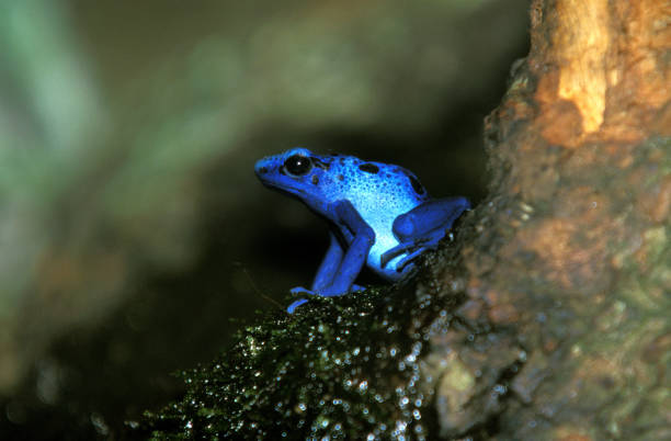 BLUE POISON FROG dendrobates azureus BLUE POISON FROG dendrobates azureus dendrobatidae stock pictures, royalty-free photos & images