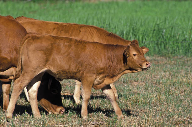 LIMOUSIN, CALF AND COW