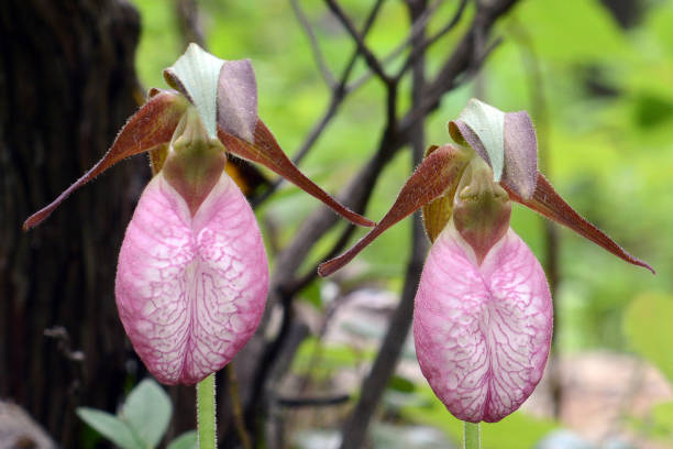 istock A Pair of pink lady slippers 1225381790