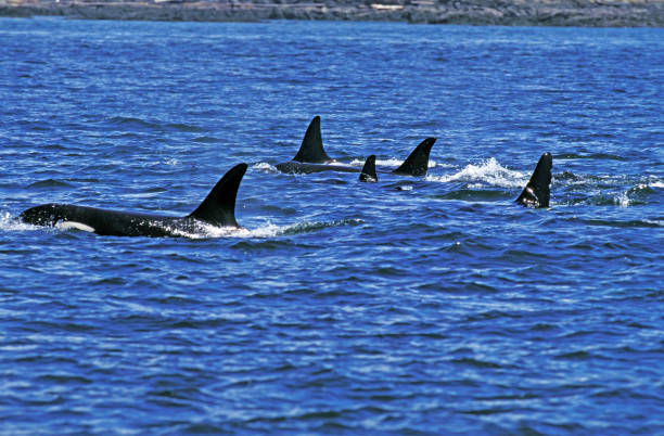 istock KILLER WHALE orcinus orca, GROUP NEAR ORCA ISLAND 1225381792
