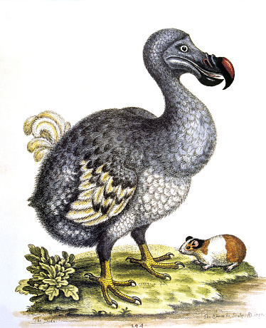 DODO BIRD raphus cucullatus, EXTINCT BIRD