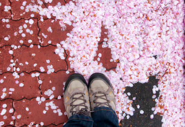 istock Abstract background cherry blossom petals on the ground 1225383230