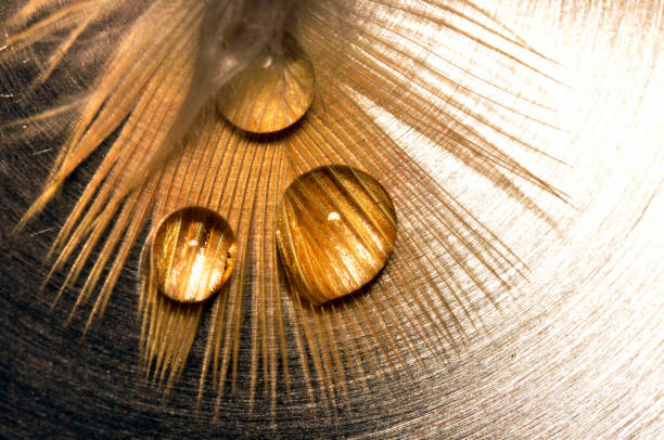 A feather with a drop of water.
