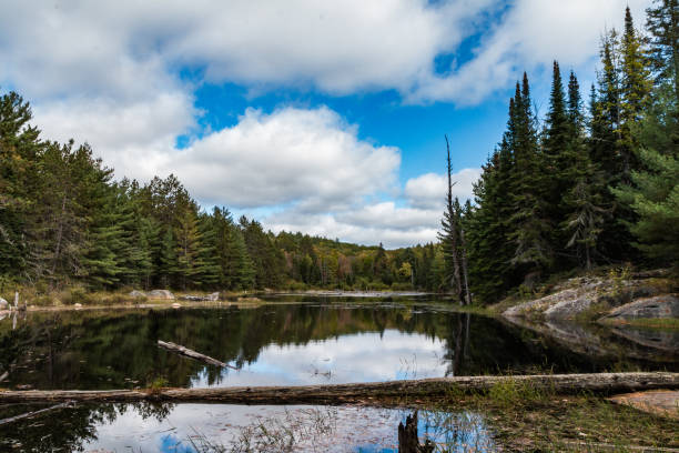istock Typical and beautiful scene at Algonquin Provincial Park in Ontario, Canada with all it's Trees, Forest, Hills, Lakes and Wilderness 1225386514