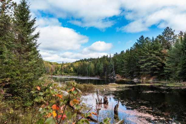 Typical and beautiful scene at Algonquin Provincial Park in Ontario, Canada with all it's Trees, Forest, Hills, Lakes and Wilderness