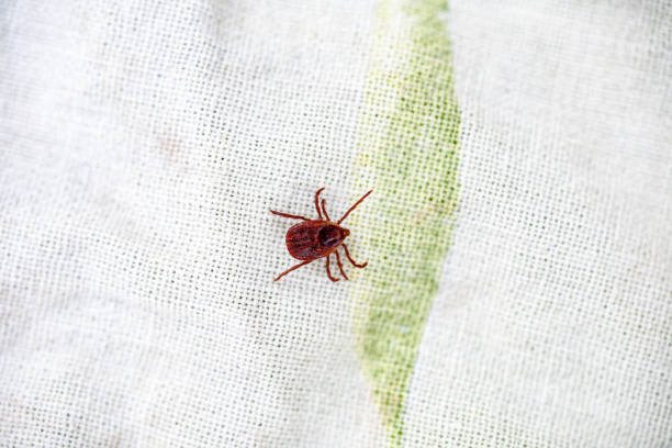 istock A dangerous parasite and infection carrier mite 1225386628