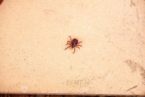 istock A dangerous parasite and infection carrier mite 1225386649