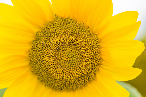 A beautiful sunflower