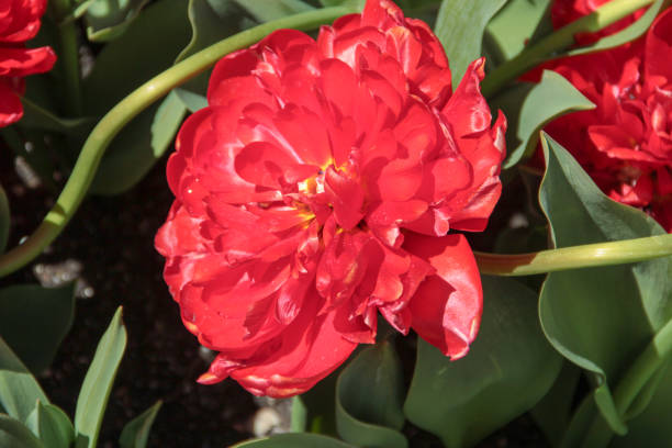 istock Bright fresh spring flowers tulip on blurred background. 1225389600