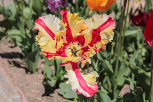 istock Bright fresh spring multicolored flowers tulip on blurred background. 1225390569