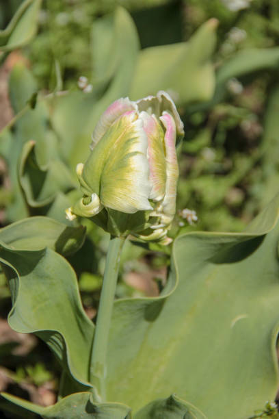 istock Bright fresh spring flowers white parrot tulip bud on blurred background. 1225390725
