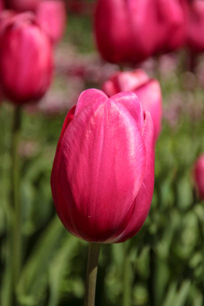 istock Bright fresh spring flowers tulip on blurred background. 1225390872