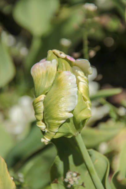 istock Bright fresh spring flowers white parrot tulip bud on blurred background. 1225391059