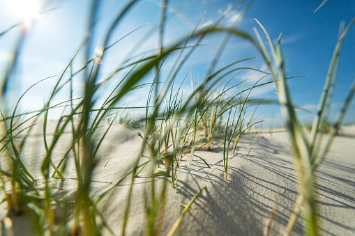 Close view on coastal grass on a sand dune backlit by the summer sun in a hazy blue sky