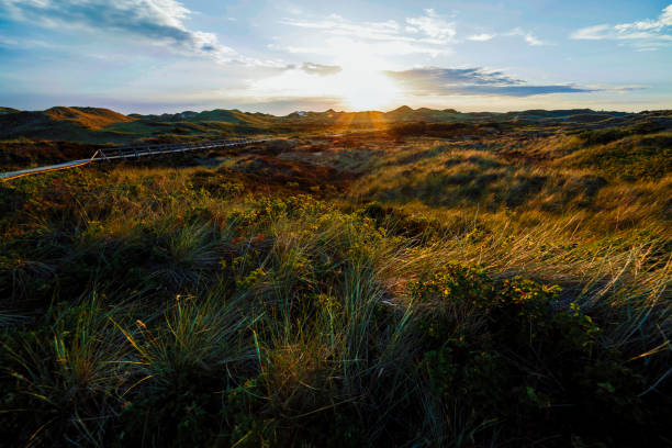 istock Sunrise over dense green bush on coastal dunes 1225392380