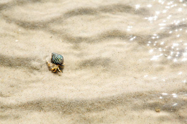.foot sand and crab