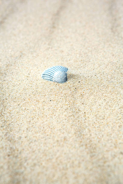 Old dried calcified seashell in beach sand