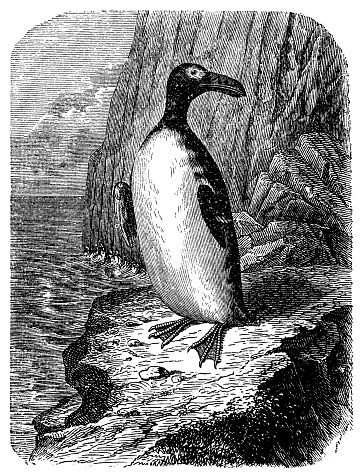 Illustration of the great auk (Pinguinus impennis) is a species of flightless alcid that became extinct in the mid-19th century