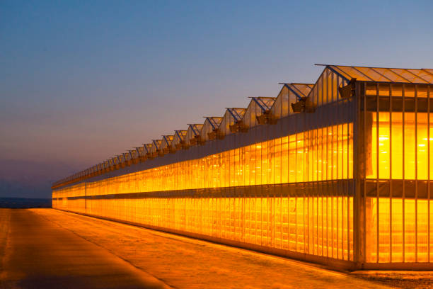 istock Illuminated greenhouse at night 1225392675