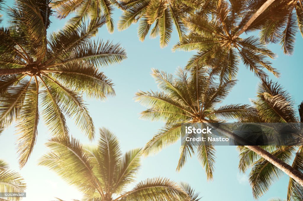 Fond d’été. Vue basse d’angle des palmiers tropicaux au-dessus du ciel bleu clair - Photo de Palmier libre de droits