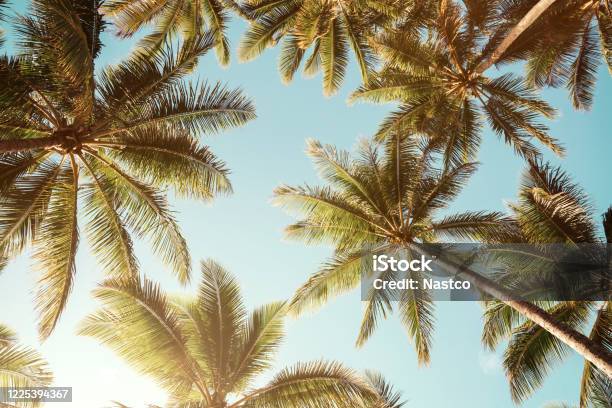 夏の背景澄んだ青空の上に熱帯ヤシの木の低角度の眺め - ヤシの木のストックフォトや画像を多数ご用意 - ヤシの木, 夏, 海岸