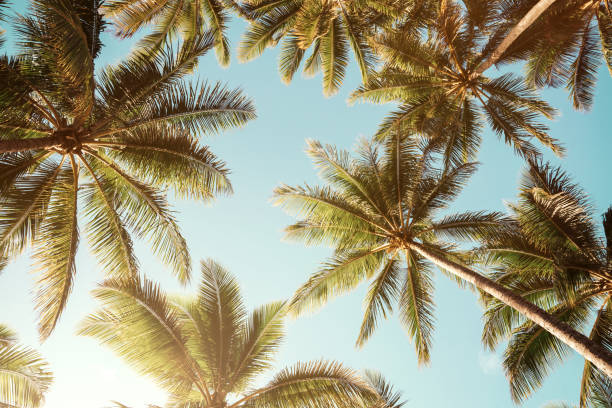 summer background. low angle view of tropical palm trees over clear blue sky - blue tinted imagens e fotografias de stock