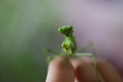 Stock photo showing a portrait of a green Praying Mantis insect held in a hand of an unrecognisable person. Detailed view of triangular shaped head with mandibles, compound eyes and antennae.