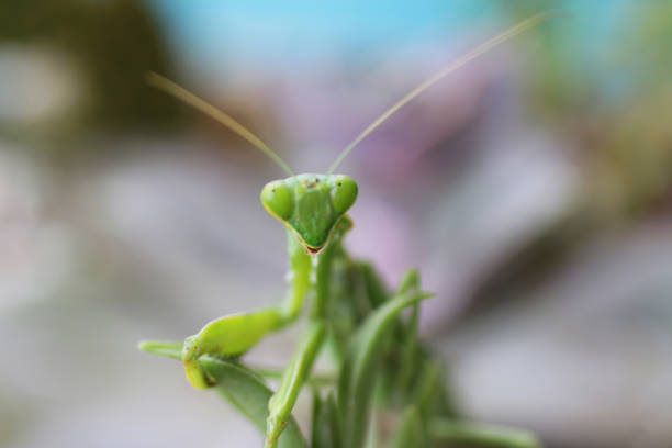 Green color  praying mantis against white background, Mantodea order