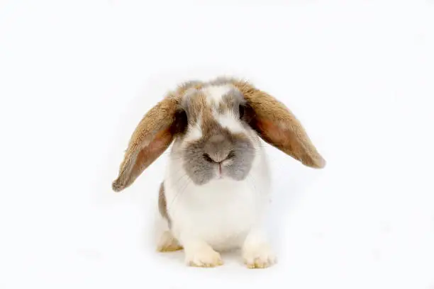 TRICOLOR LOP-EARED RABBIT, ADULT AGAINST WHITE BACKGROUND
