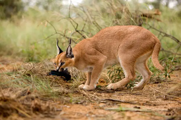 CARACAL caracal caracal, ADULT WITH A KILL, A CAPE GLOSSY STARLING, NAMIBIA